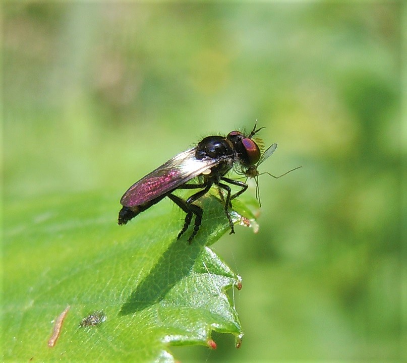 Holopogon venustus?